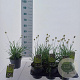 Sesleria heufleriana 30-40 cm 2,0L