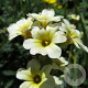 Sisyrinchium striatum GM P9
