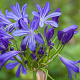 Agapanthus 'African Skies' GM c20