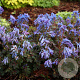 Corydalis flex. 'Purple Leaf' GM P9