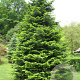 Abies grandis 200-250 cm draadkluit solitair