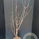 Acer griseum 100-125 cm 7,5L