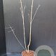 Acer griseum 60-80 cm 5,0L