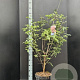 Acer griseum 80-100 cm 7,5L