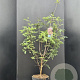 Acer griseum 80-100 cm 7,5L