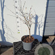 Acer japonicum 'Aconitifolium' 50-60 cm 5,0L