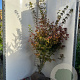 Acer palmatum 125-150 cm met kluit