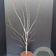 Acer pal. 'Atropurpureum' 100-125 cm 10L