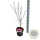 Acer pal. 'Atropurpureum' 50-60 cm 5,0L