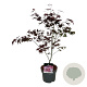 Acer pal. 'Atropurpureum' 50-60 cm 5,0L