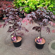 Acer pal. 'Bloodgood' 60-80 cm 5,0L