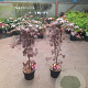 Acer pal. 'Bloodgood' 60-80 cm 5,0L