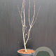 Acer pal. 'Bloodgood' 60-80 cm 7,5L