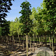 Acer plat. 'Columnare' 12-14 HO draadkluit
