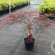 Acer pal. 'Garnet' 40-50 cm 5,0L