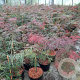 Acer pal. 'Garnet' 40-50 cm 5,0L