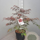 Acer pal. 'Garnet' 50-60 cm 10L