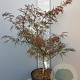 Acer pal. 'Garnet' 50-60 cm 10L