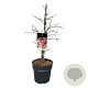 Acer pal. 'Garnet' 60-80 cm 10L