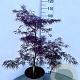 Acer pal. 'Garnet' 60-80 cm 10L