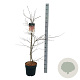 Acer pal. 'Garnet' 80-100 cm 10L