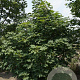 Acer platanoides 250-300 cm draadkluit meerstammig