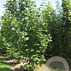 Acer platanoides 300-350 cm draadkluit meerstammig