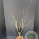 Acer pal. 'Orange Dream' 60-80 cm 5,0L