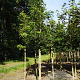 Acer pseudoplatanus 12-14 HO draadkluit