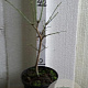Acer shirasawanum 'Aureum' 40-50 cm 5,0L