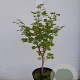 Acer shirasawanum 'Aureum' 40-50 cm 5,0L