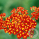 Achillea 'Walther Funcke' GM P9