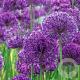 Allium 'Purple Sensation' GM P9