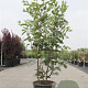 Amelanchier lamarckii 100-125 cm 15L