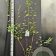 Amelanchier lamarckii 100-125 cm 7,5L