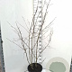 Amelanchier lamarckii 150-175 cm 20L