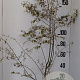 Amelanchier lamarckii 175-200 cm 20L