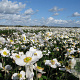 Anemone hyb. 'Honorine Jobert' GM P9