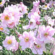 Anemone hyb. 'Königin Charlotte' GM P9