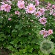 Anemone hyb. 'Königin Charlotte' GM P9