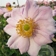 Anemone hyb. 'Königin Charlotte' GM P9