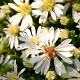 Aster ericoides 'Snowflurry' GM P9