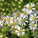 Aster ericoides 'Snowflurry' GM P9