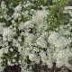 Aster ericoides 'Snowflurry' GM P9