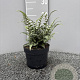 Athyrium niponicum 'Red Beauty' GM 2,0L