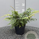 Athyrium otophorum 'Okanum' GM 2,0L