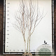 Betula utilis 'Doorenbos' 300-350 cm draadkluit meerstammig