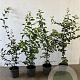 Carpinus betulus 60-80 cm 2,5L