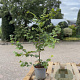 Carpinus betulus 60-80 cm 2,5L