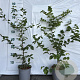 Carpinus betulus 60-80 cm 2,5L